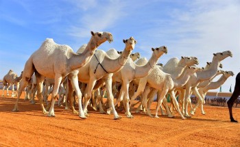 أول تعليق من نادي الإبل بشأن مقطع سوق “الطوقي للإبل”