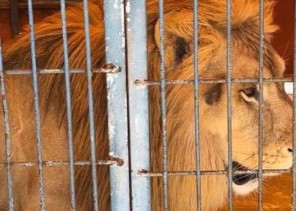 مخالفًا لنظام البيئة وقد تصل عقوبته السجن لـ 10 سنوات .. ضبط مقيم باكستاني لاقتنائه وعرضه 9 كائنات مفترسة ومهددة بالإنقراض في حائل مخالفًا لنظام البيئة وقد تصل عقوبته السجن لـ 10 سنوات .. ضبط مقيم باكستاني لاقتنائه وعرضه 9 كائنات مفترسة ومهددة بالإنقراض في حائل