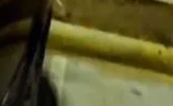 مصادر تكشف حقيقة فيديو “الكائن الغريب” بمواقف أمانة المدينة
