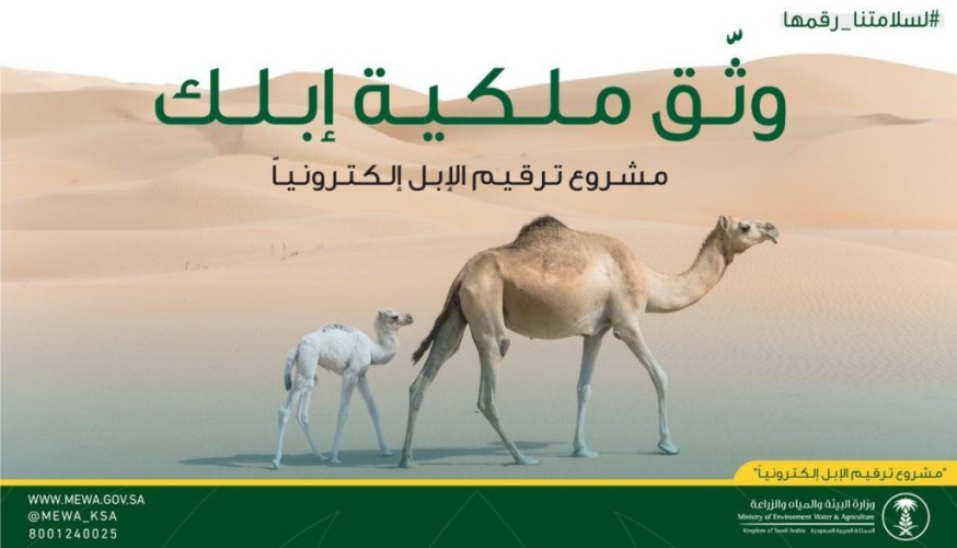 “البيئة”: ترقيم الإبل اختياري حتى 1 محرم المقبل