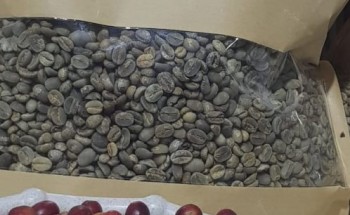 حضور متألق لمزارعي بُن الريث في المهرجان السابع للبن بالداير حضور متألق لمزارعي بُن الريث في المهرجان السابع للبن بالداير