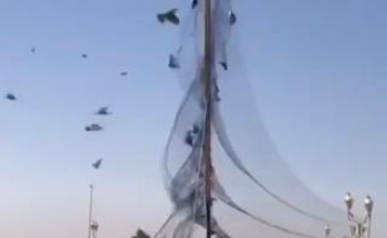 أول تعليق من الحياة الفطرية على فيديو صيد الطيور في أحد المنتزهات العامة أول تعليق من الحياة الفطرية على فيديو صيد الطيور في أحد المنتزهات العامة