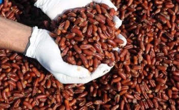 أستاذ عقاقير يحذر من استخدام نواة التمر كمشروب قهوة.. ويوضح السبب أستاذ عقاقير يحذر من استخدام نواة التمر كمشروب قهوة.. ويوضح السبب