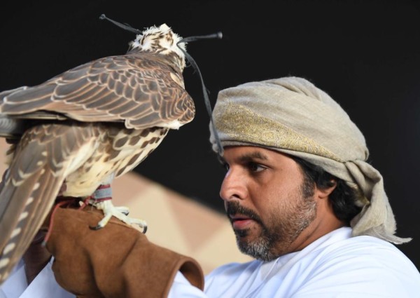 في مهرجان المؤسس.. الصقار ابن جرة يجمع في صقوره بين القوة والسرعة والجمال