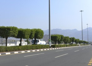 أمانة العاصمة المقدسة تبدأ أعمال تقليم الأشجار لتحسين المشهد البصري وحماية المارّه أمانة العاصمة المقدسة تبدأ أعمال تقليم الأشجار لتحسين المشهد البصري وحماية المارّه