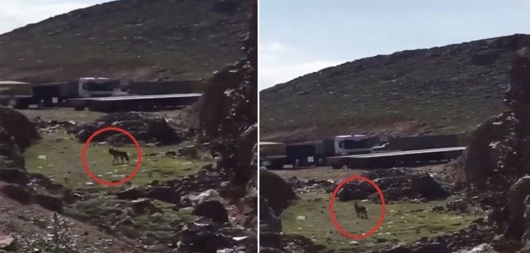 شاهد .. مواطن يوثق فيديو لـ “ذئب” طليق في حي العزيزية بالمدينة