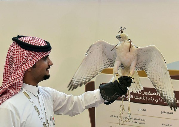 مبيعات الصقور تتجاوز ٤ ملايين ريال منذ انطلاق معرض الصقور والصيد السعودي٢ مبيعات الصقور تتجاوز ٤ ملايين ريال منذ انطلاق معرض الصقور والصيد السعودي٢