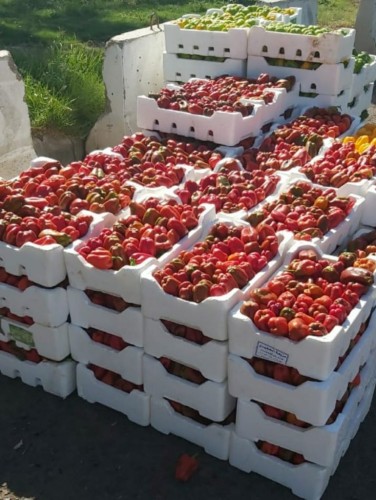 أمانة تبوك تحول دون دخول 500 كجم من الفلفل الرومي لأسواق المنطقة لإحتوائها على بقايا مبيدات
