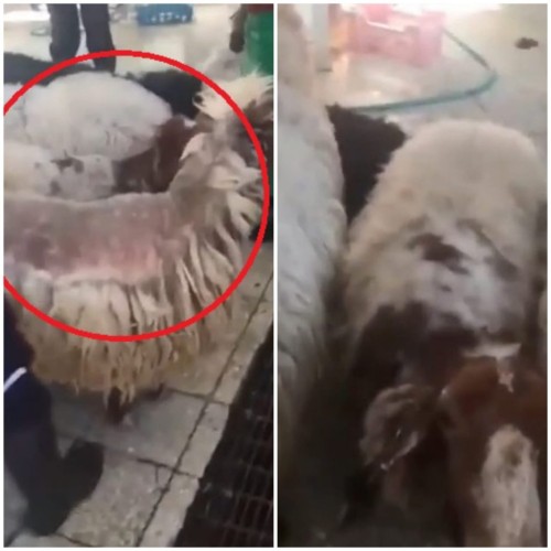 رئيس بلدية الخبر يكشف حقيقة فيديو ذبح أغنام مريضة في أحد المسالخ