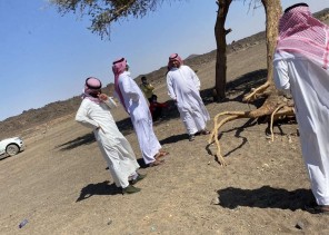 مكتب البيئة بالحائط يعيد تأهيل شجرة طلح خضراء مكتب البيئة بالحائط يعيد تأهيل شجرة طلح خضراء