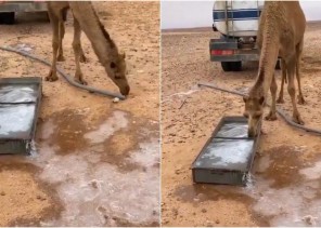 شاهد: حوض مياه تجمد من برودة الجو في طريف .. ومحاولة يائسة من الإبل للشرب منها