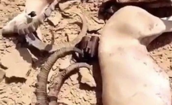 بعد وصف ما حدث بالإبادة الجماعية.. “الحياة الفطرية”: توصلنا لمرتكبي “الصيد الجائر” بمحمية الوعول