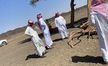مكتب البيئة بالحائط يعيد تأهيل شجرة طلح خضراء مكتب البيئة بالحائط يعيد تأهيل شجرة طلح خضراء