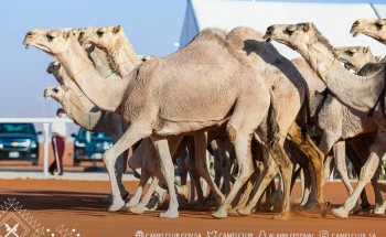 بالأسماء .. لجان التحكيم في مهرجان الملك عبدالعزيز للإبل تعلن عن نتائج المتأهلين للتحكيم النهائي بالأسماء .. لجان التحكيم في مهرجان الملك عبدالعزيز للإبل تعلن عن نتائج المتأهلين للتحكيم النهائي