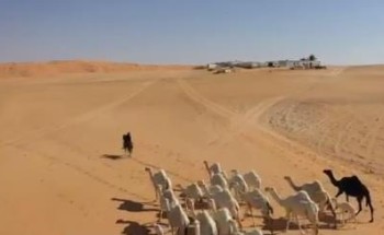 بالفيديو: عائلة تعتزل حياة المدينة وتعيش في الصحراء بـ”حائل” منذ عقود .. وسر تسمية المنطقة بـ”نقذة” بالفيديو: عائلة تعتزل حياة المدينة وتعيش في الصحراء بـ”حائل” منذ عقود .. وسر تسمية المنطقة بـ”نقذة”